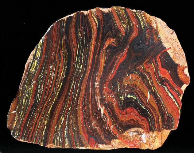 Polished Tiger Iron Stromatolite - ( Billion Years) #50738